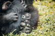Curious baby mountain gorilla hides behind his mom's arm while staring at photographer. Volcanoes National Park, Rwanda, March 2023 