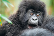 Excited baby mountain gorilla looks at photographer, Volcanoes National Park, Rwanda, March 2023. Muhoza Family 
