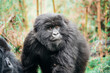 Juvenile mountain gorilla (subspecies of the eastern gorilla) of the Muhoza Family in Volcanoes National Park, Rwanda 