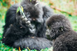 Young (under 4 months) baby gorilla with mom in background in Volcanoes National Park, Rwanda, March 2023 