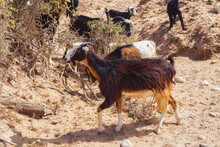 Moroccan Goats Looking For Food Among The Desert Sandy Territories. Essaouira, Morocco.