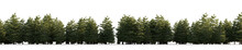 Isolated Conifer Trees Pseudotsuga , Best Use For Image Background
