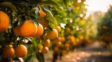 Sun-Dappled Orange Orchard With Trees Lush With Colorful Fruit Ready For Harvest, Promising A Bountiful And Profitable Crop