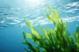 Detailed view of plant submerged in water. This image can be used to depict aquatic life or as background for nature-themed designs.