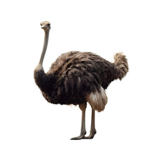 Isolated Ostrich Bird On A Transparent Background, PNG Format