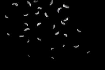 Wall Mural - Abstract White Bird Feathers Falling in The Air. Feathers Floating on Black Background.