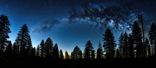 Wall Mural - The Milky Way appears above the pine trees in the front