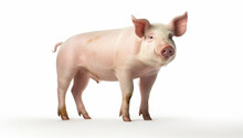 White Piglet Mammal Livestock Farm Pig Pink Small Domestic Meat Agriculture