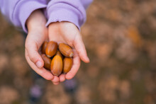 Close up of many acorns in girl hands. Fall season. Autumn nature. 