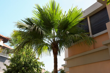 Wall Mural - Beautiful palm tree with green leaves near buildings outdoors