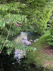 Poster - Swans with cygnets swimming in river outdoors