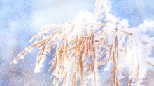 Frozen winter herb. Sunset light. Amazing fairy  nature background. Frozen grass at sunrise close up. Animated snow