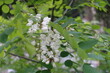 Group of white flowers of Robinia pseudoacacia in May