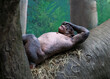 Chimpanzee with alopecia an autoimmune disorder making it hairless 