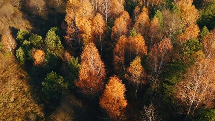 Poster - Sunlit yellow birches in a pine forest from a bird's eye view.