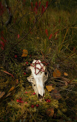 Poster - animal skull with pentacle amulet in autumn forest, dark natural abstract background. fall season. symbol of death, terrible, scary. Mysticism, occultism, Witchcraft. samhain, Halloween concept