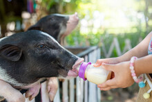 Potbelly Pig Standing On Wooden Fence Drinking Fresh Milk From Little Girl. Girl Feeding Pot Belly Pig.
