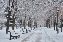 Winter Beautiful Park With Many Big Trees Benches