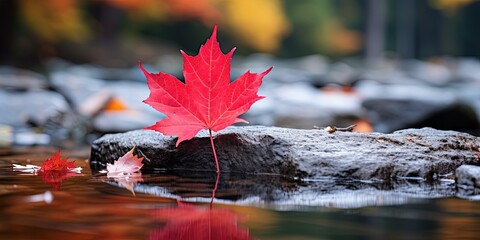 Sticker - Beautiful bright red autumn maple leaf close - up on a stone in the forest with reflection in the water.