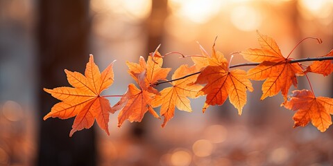 Wall Mural - Beautiful orange autumn maple leaves close up in the forest with soft focus at sunset.