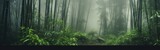 Fototapeta Fototapeta las, drzewa - view of bamboo forest with fog in the morning during the rainy season. isolated on a bamboo background