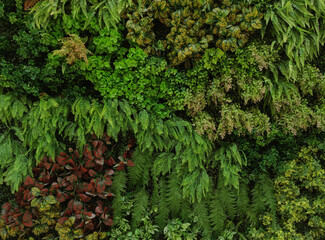 Wall Mural - Tropical green leaf