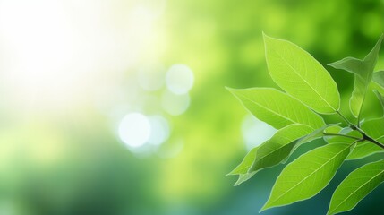 Wall Mural - Close-up of green leaves in nature on blurred green background in sunlight with bokeh and copy space, Generative AI