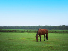 Horses Grazing In An Open Field Against A Background Of A Blue Sky. For Use In Illustrations Background Image Or Copy Space Sapporo Clock Tower