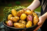 Fototapeta Dmuchawce - hand holding a basket of potatoes for grilling