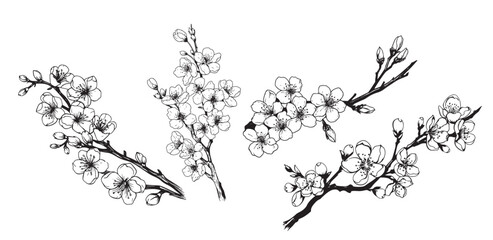 Set of sakura branches hand drawn sketch illustration ,Flower trees