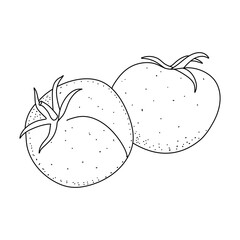 Poster - Tomato doodle. Hand drawn sketch icons of vegetable. Isolated vector illustration in doodle line style.