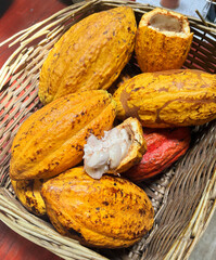 Ripe cocoa fruits. The cocoa beans are extracted from them and then toasted.