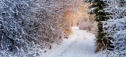 Wall Mural - Beautiful winter road in natural sunny park.