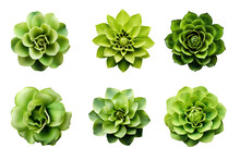 Selection Of Various Green Flowers Isolated On A Transparent Background