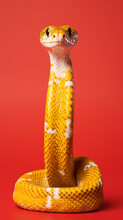 Snake, Ios Background Style, Red Yellow Snake Isolated On  Background,
