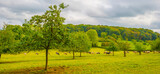 Fototapeta Na ścianę - Apple trees in an orchard in a green grassy meadow in bright sunlight in autumn,  Voeren, Limburg, Belgium, September 2023