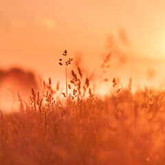 Wall Mural - Rural grass on meadow