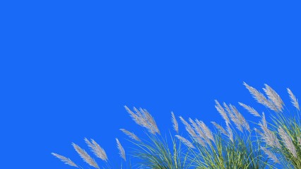 Wall Mural -  Foreground Grass Animation on blue background