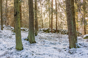 Wall Mural - Spruce forest with snow and an old stone wall