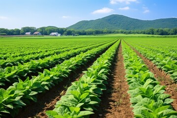 Sticker - tobacco field with rows of plants under a clear sky