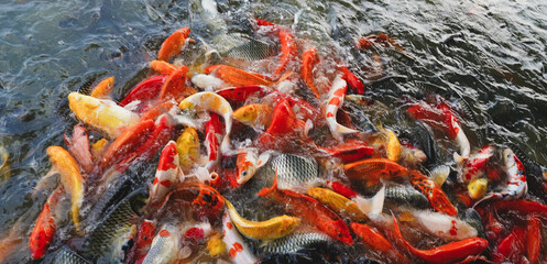 fish in pond