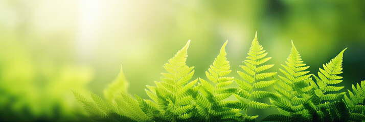 Wall Mural - Beautiful natural background border with fresh juicy light green foliage of fern in sunlight in spring summer and defocused bokeh outdoors in nature