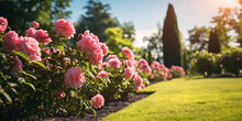 Walk Through An English Rose Garden In Summer, Pink And White Tulips, Allée Et Massif De Fleurs D'hortensias, Generative AI
