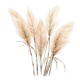 Fototapeta  - Pampas grass, isolated with transparent background