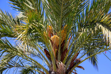 Wall Mural - Green leaves of a palm tree against the blue sky