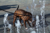 Fototapeta Zachód słońca - pies i woda