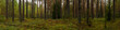 autumn fairy mossy deep forest. widescreen panoramic picturesque serene landscape. side view