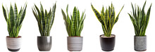 Large House Snake Plant In Modern Pot Or Vase Isolated On Transparent Background Generative Ai