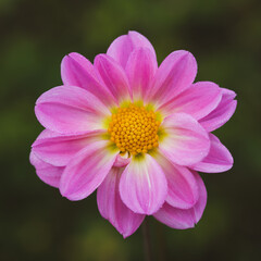 Sticker - Beautiful close-up of a pink dahlia