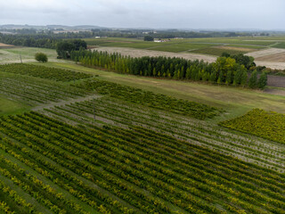  Aerial view. Harvest time in Cognac white wine region, Charente, ripe ready to harvest ugni blanc grape uses for Cognac strong spirits distillation, France